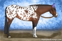 Horse Color:Brown Appaloosa 