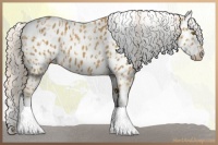 Horse Color:Palomino Appaloosa  and Palomino Appaloosa 