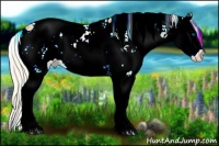 Horse Color:Palomino Sabino Splash Appaloosa