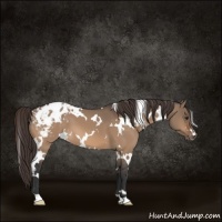 Horse Color:White Spotted Brown Dun Appaloosa 