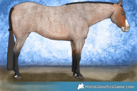 Horse Color:Bay Roan Splash 