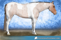 Horse Color:Bay Roan Tobiano Appaloosa 