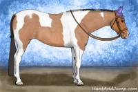 Horse Color:Bay Roan Tobiano Appaloosa