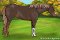 Horse Color:Liver Chestnut 