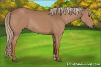 Horse Color:Chestnut Rabicano 