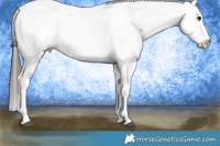 Horse Color:Bay Tobiano Appaloosa 