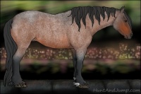 Horse Color:Bay Roan 