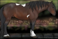 Horse Color:Brown Tobiano 