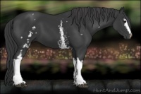 Horse Color:White Spotted Black 