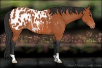 Horse Color:Bay Appaloosa 