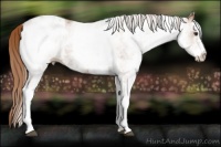 Horse Color:White Spotted Chestnut Blanket 