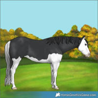 Horse Color:Black Splash 