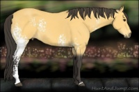 Horse Color:White Spotted Buckskin 