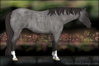 Horse Color:Liver Red Roan 