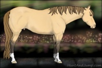 Horse Color:Buckskin Dun Appaloosa