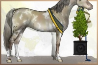 Horse Color:White Spotted Liver Red Dun Mushroom 