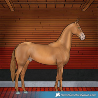Horse Color:Gray Gold Champagne 