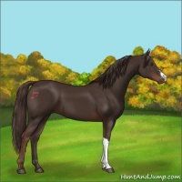 Horse Color:Liver Chestnut 