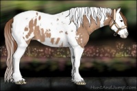 Horse Color:Chestnut Splash Tobiano Appaloosa 