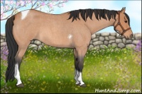 Horse Color:Bay Roan Tobiano