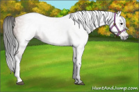 Horse Color:Gray Bay 