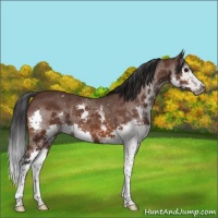 Horse Color:White Spotted Brown Splash 