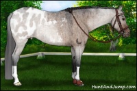 Horse Color:Brown Roan Dun Blanket Rabicano Brindle 