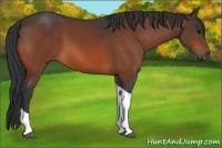 Horse Color:Bay Tobiano 