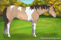 Horse Color:Amber Champagne Tobiano