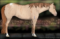 Horse Color:Gold Champagne Dun Sabino Tobiano Rabicano Brindle