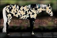 Horse Color:Silver Buckskin Tobiano Near Leopard