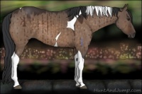 Horse Color:Brown Dun Sabino Tobiano Brindle 