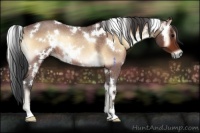Horse Color:White Spotted Bay Roan Onyx Rabicano 