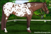 Horse Color:Chocolate Brown Near Leopard 