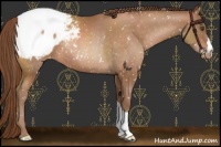 Horse Color:Brown Pearl Appaloosa