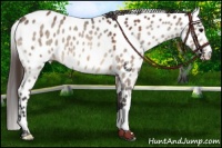 Horse Color:Bay Dun Appaloosa Brindle 