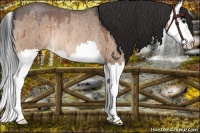 Horse Color:Bay Roan Dun Splash Rabicano Brindle