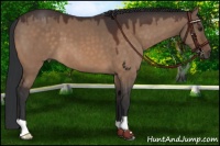 Horse Color:Brown Dun