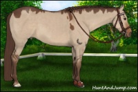 Horse Color:Liver Red Dun 