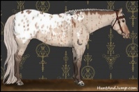 Horse Color:Silver Bay Roan Dun Mushroom Appaloosa Brindle 