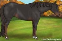 Horse Color:Liver Chestnut
