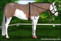 Horse Color:Bay Roan Splash
