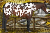 Horse Color:Bay Appaloosa