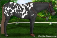 Horse Color:Liver Chestnut Near Leopard 