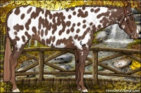 Horse Color:Liver Chestnut Appaloosa