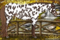 Horse Color:Liver Red Roan Near Leopard Rabicano 