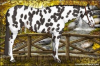 Horse Color:Liver Chestnut Near Leopard 