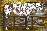 Horse Color:Liver Chestnut Near Leopard 