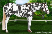 Horse Color:Liver Chestnut Sabino Splash Near Leopard 