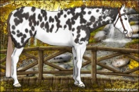 Horse Color:Liver Chestnut Splash Appaloosa 